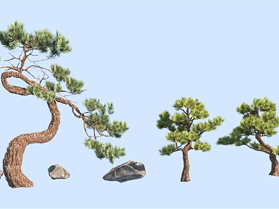 Different Types of Pine Trees with Curved Trunks and Rocks in Landscape 3d model