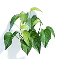 Vibrant Green Leaf Potted Plant With Lush Fresh Foliage For Indoor Home Decoration