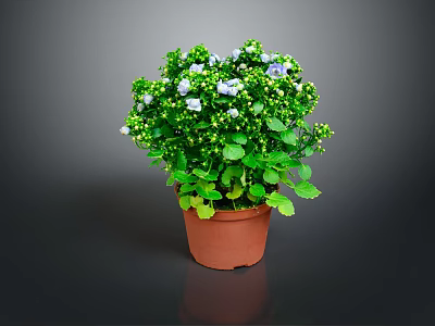 Green Potted Plant With White And Blue Small Flowers In Brown Terracotta Pot 3d model
