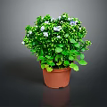 Green Potted Plant With White And Blue Small Flowers In Brown Terracotta Pot