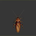 Orange Cockroach With Long Antennae And Detailed Body On Dark Background