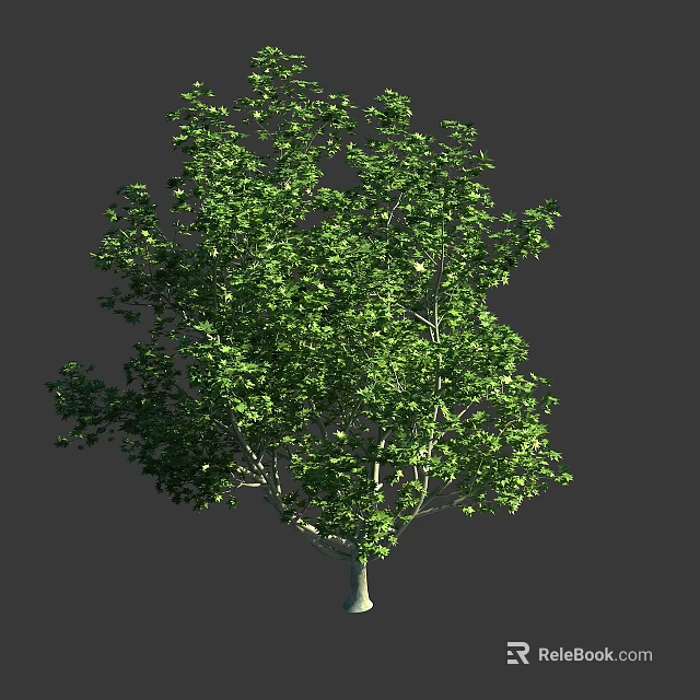 Healthy Tall Arbor with Vibrant Green Foliage and Light Trunk in Natural Setting 3d model 