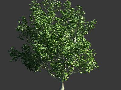 Healthy Tall Arbor with Vibrant Green Foliage and Light Trunk in Natural Setting 3d model