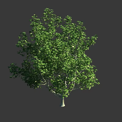 Healthy Tall Arbor with Vibrant Green Foliage and Light Trunk in Natural Setting 3d model