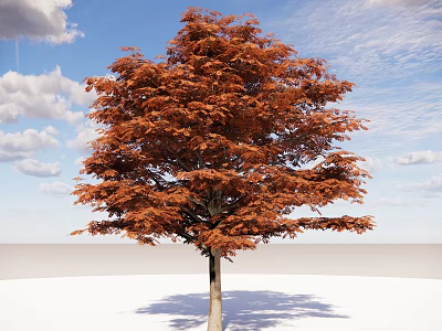Tall Arbor Tree With Orange Red Leaves Against Blue Sky And White Clouds 3d model