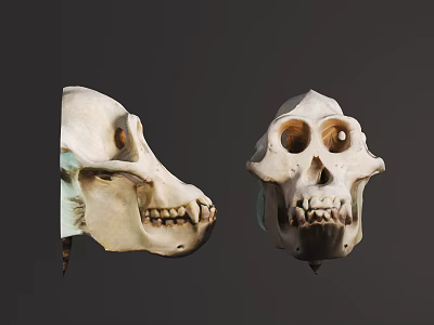 Two Animal Skull Skeleton Heads With Detailed Features On Dark Background 3d model
