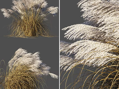 Ornamental Grass With White Plumes Swaying In Wind For Garden Decoration Various Angles 3d model