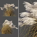 Ornamental Grass With White Plumes Swaying In Wind For Garden Decoration Various Angles