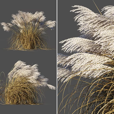 Ornamental Grass With White Plumes Swaying In Wind For Garden Decoration Various Angles 3d model