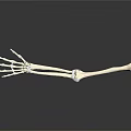 Human Arm Skeleton Model Showing Detailed Bone Structure On Black Background 3d model