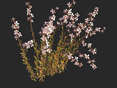 Vibrant Plant Featuring Pink Flowers And Green Stems Leaves Against Black Background 3d model