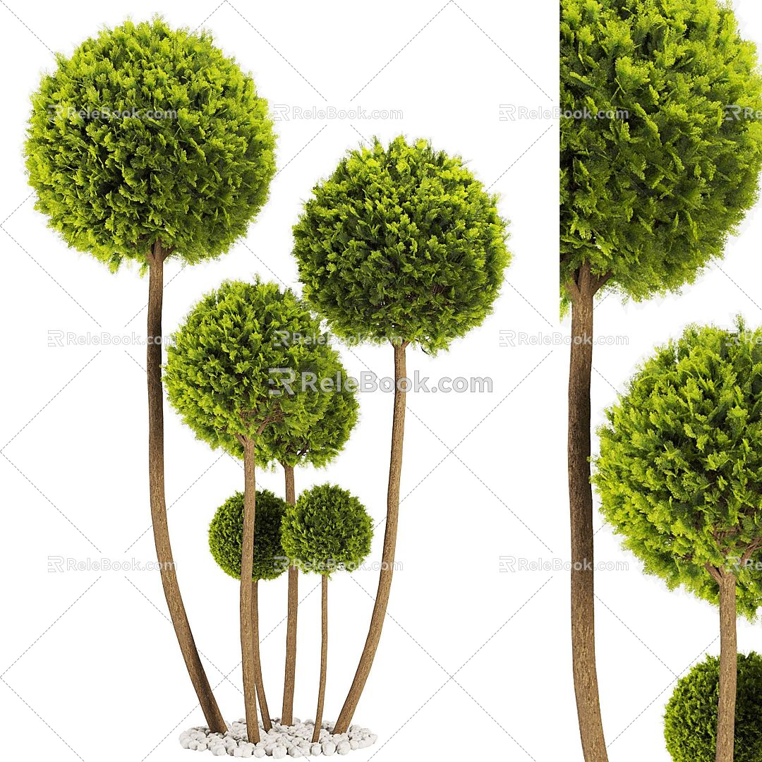 boxwood grass ball bonsai tree 3d model