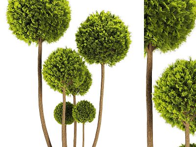 boxwood grass ball bonsai tree 3d model