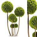 boxwood grass ball bonsai tree 3d model