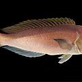 Modern Fish 3d model