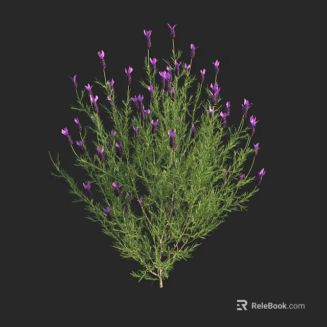 Purple Lavender Flowers With Green Stems And Leaves On Black Background 3d model 