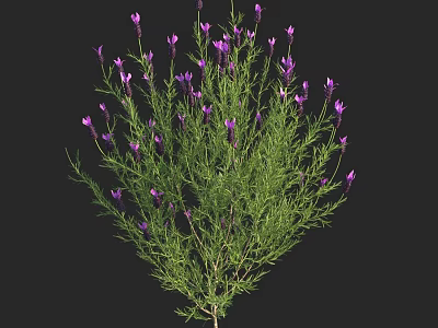 Purple Lavender Flowers With Green Stems And Leaves On Black Background 3d model