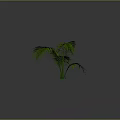 Green Palm Plant with Long Green Leaves on Gray Background and Smooth Surface with Shadow