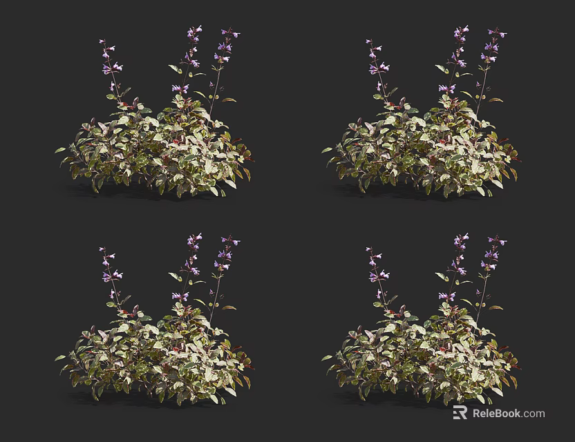 Decorative Flowering Plants With Green Leaves And Purple Small Flowers In Clusters 3d model 