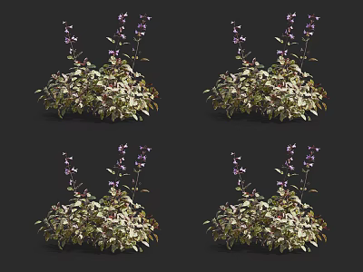 Decorative Flowering Plants With Green Leaves And Purple Small Flowers In Clusters 3d model