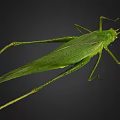 Green Grasshopper Close Up View With Large Wings Long Slender Legs On Black Background