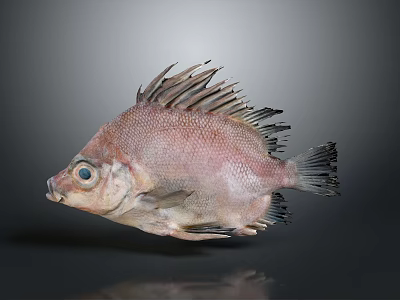 Whole Fresh Pinkish Red Fish With Spiky Fins And Large Eyes On Gray Background 3d model