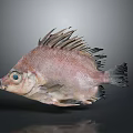 Whole Fresh Pinkish Red Fish With Spiky Fins And Large Eyes On Gray Background