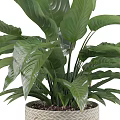 Potted Plant With Large Green Leaves In Woven Texture Pot On Wooden Stand