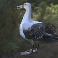 White And Gray Seabird With Long Beak Standing On Grass In Natural Setting