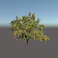 Tall Fruit Bearing Tree With Lush Green Leaves And Ripe Orange Fruits