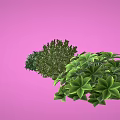 Three Lush Green Plants With Leafy Foliage And Different Shapes On Pink Background