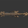 Skeleton Goat Skeleton Goat Skeleton Sheep Skeleton 3d model