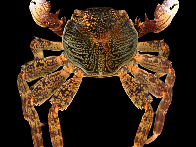 Brown and Yellow Spotted Crab With Large Claws And Detailed Body Structure Against Black Background 3d model