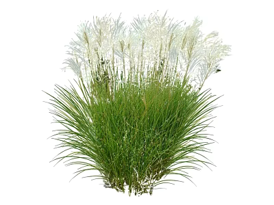 Elegant Ornamental Grass With Slender Green Blades And White Feathery Flowers 3d model