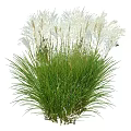 Elegant Ornamental Grass With Slender Green Blades And White Feathery Flowers