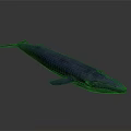 Blue Whale Model Displayed On Gray Background With Realistic Details 3d model