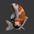 Two Colorful Koi Fish Swimming In White Background With Orange And White Patterns