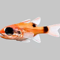 Vibrant Orange Aquatic Fish With Large Black Eyes Black Spots White Fins And Tail 3d model