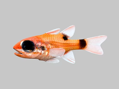 Vibrant Orange Aquatic Fish With Large Black Eyes Black Spots White Fins And Tail 3d model