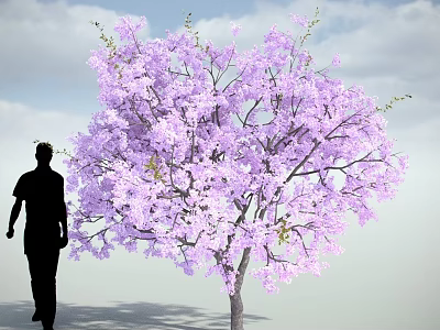 Purple Flowering Tree With Lush Blooms Near Silhouette Of A Person Under Blue Sky 3d model