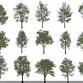 Collection of Diverse Tree Species with Lush Green Leaves and Unique Shapes