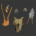 Various Colored Animal Skulls In Different Shapes On Dark Background With Reflections