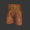 Human Lower Limb Vascular System Anatomical Structure With Detailed Blood Vessel Network 3d model