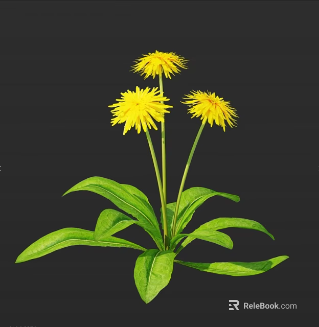 Beautiful Yellow Dandelion Flowers with Green Leaves and Stems on Dark Background 3d model 