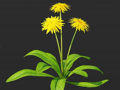 Beautiful Yellow Dandelion Flowers with Green Leaves and Stems on Dark Background 3d model