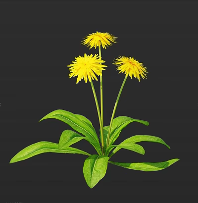Beautiful Yellow Dandelion Flowers with Green Leaves and Stems on Dark Background 3d model