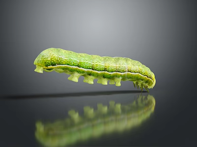 Green Shiny Caterpillar with Segmented Body and Small Legs on Gray Background Showing Clear Reflection 3d model