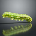Green Shiny Caterpillar with Segmented Body and Small Legs on Gray Background Showing Clear Reflection