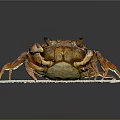 Close Up View Of Brown Crab On White Foam Base With Dark Background