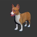 Cute Brown and White Corgi Standing Against Black Background With Clear Reflection